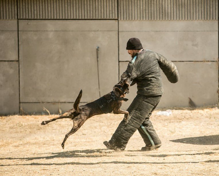 Obedience Dog Training